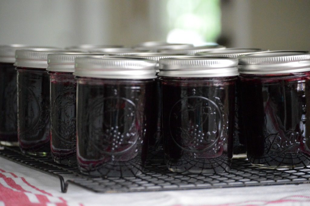 blueberry jam in jars on cooling rack