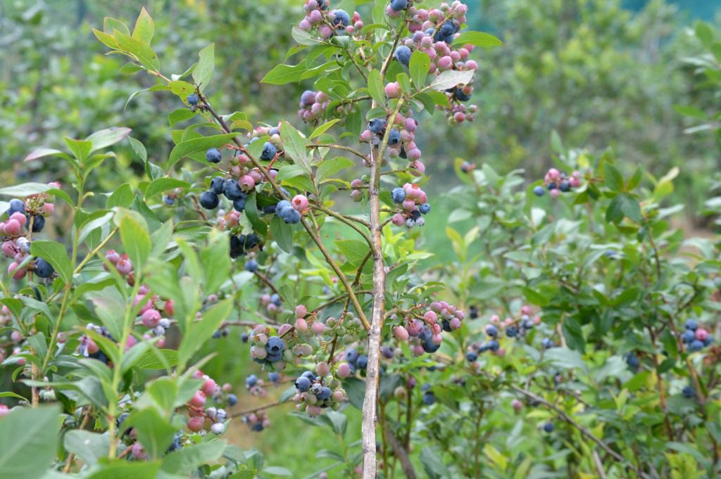 https://myfamilythyme.com/wp-content/uploads/2017/07/blueberry-picking-1.jpg