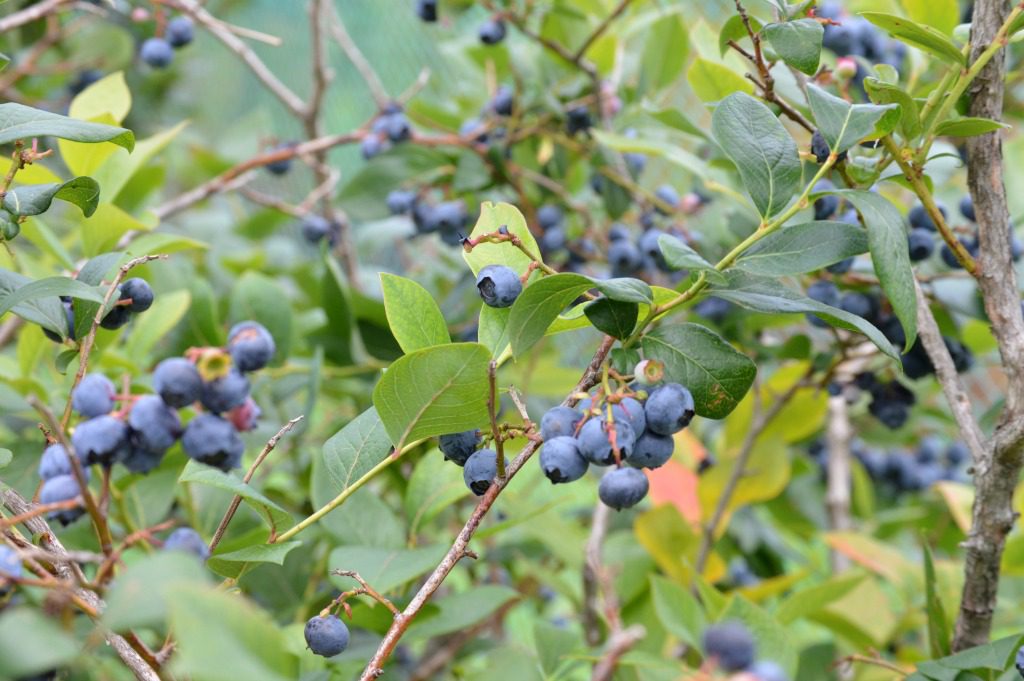 https://myfamilythyme.com/wp-content/uploads/2017/07/blueberry-picking-2.jpg