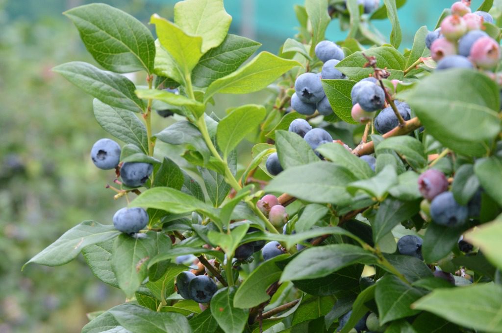 https://myfamilythyme.com/wp-content/uploads/2017/07/blueberry-picking-3.jpg