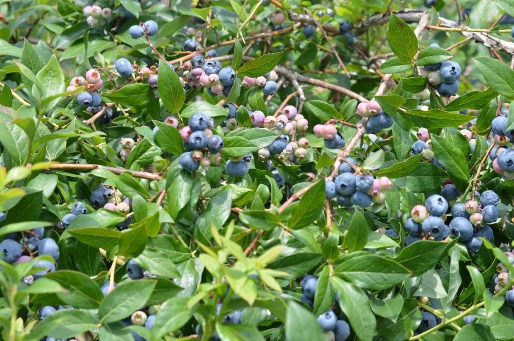 https://myfamilythyme.com/wp-content/uploads/2017/07/blueberry-picking-4.jpg