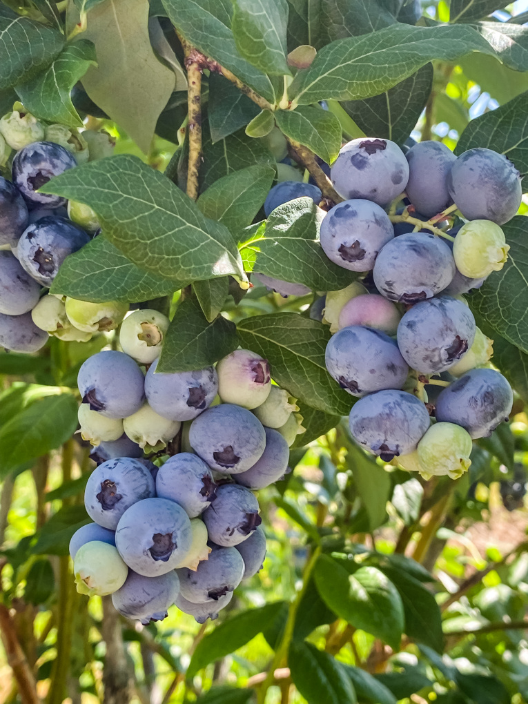 view of blueberry clusters on a bush