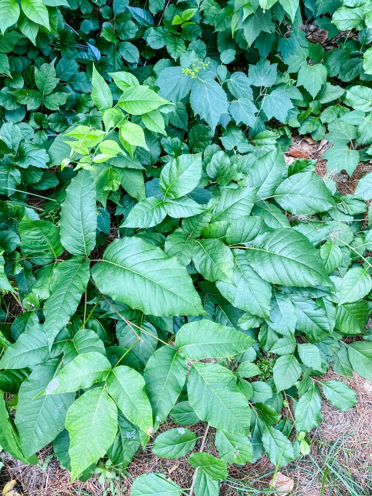 DIY Homemade Weed And Poison Ivy Killer My Family Thyme