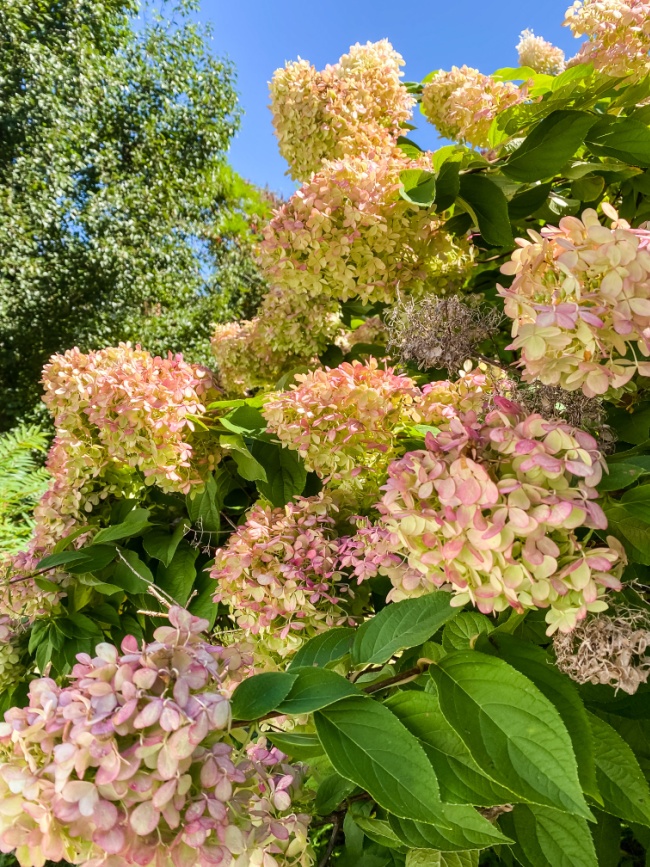 How to Dry Hydrangeas and Make a Dried Hydrangea Wreath - A Country Girl's  Life