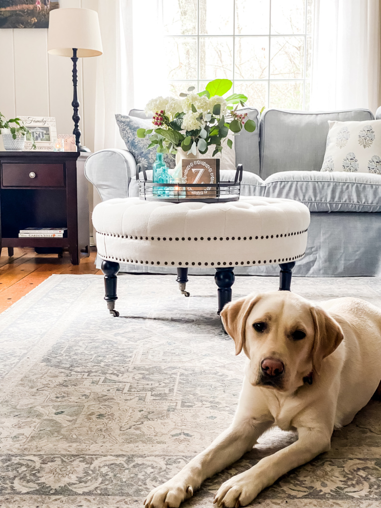 sharing spring decorating ideas with view of dog, couch, ottoman, and tray with hydrangeas