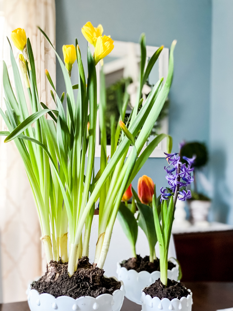 sharing spring decorating ideas with view of daffodils, tulips, and hyacinth in milk glass