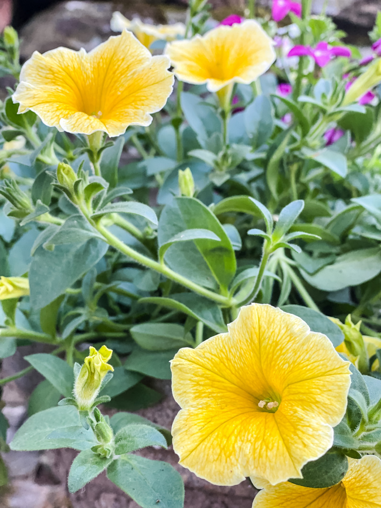 view of yellow petunias in a flower garden planter
