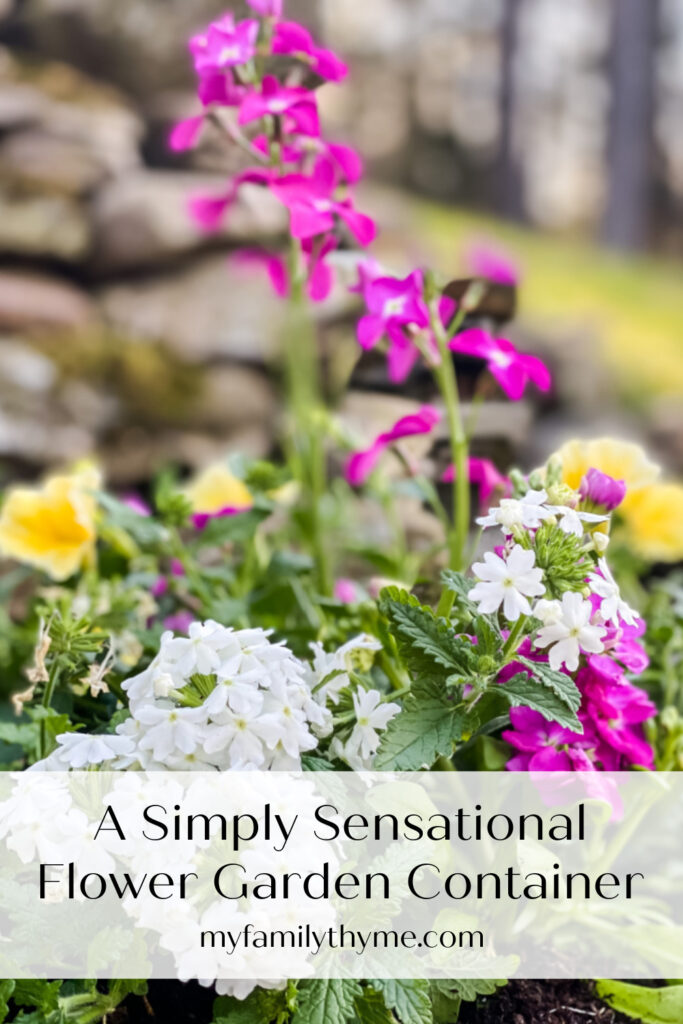 flower garden container with yellow petunias, fuschia stock, and white verbena.