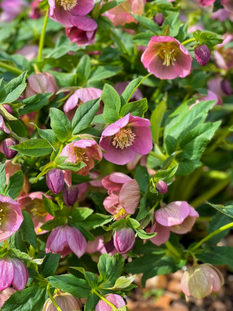 Pink Early Spring Lenton Roses from Stacy Ling