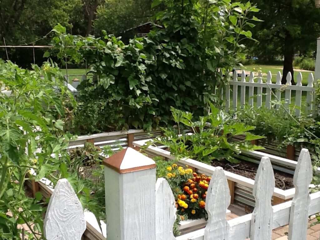 view of raised bed end of summer gardens with white picket fence.