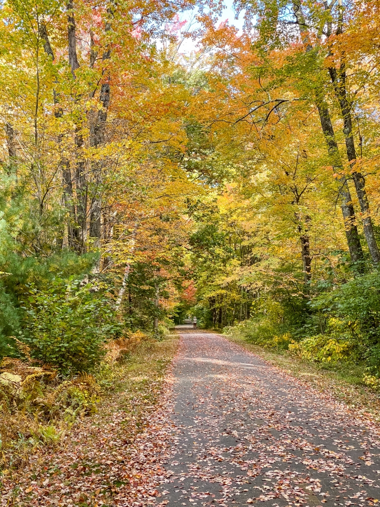 fall foliage on walking trail