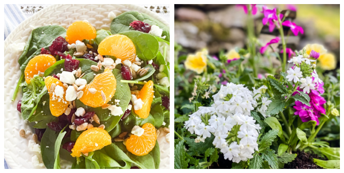 Spinach salad with mandarin oranges and container garden with white, yellow, and fushia