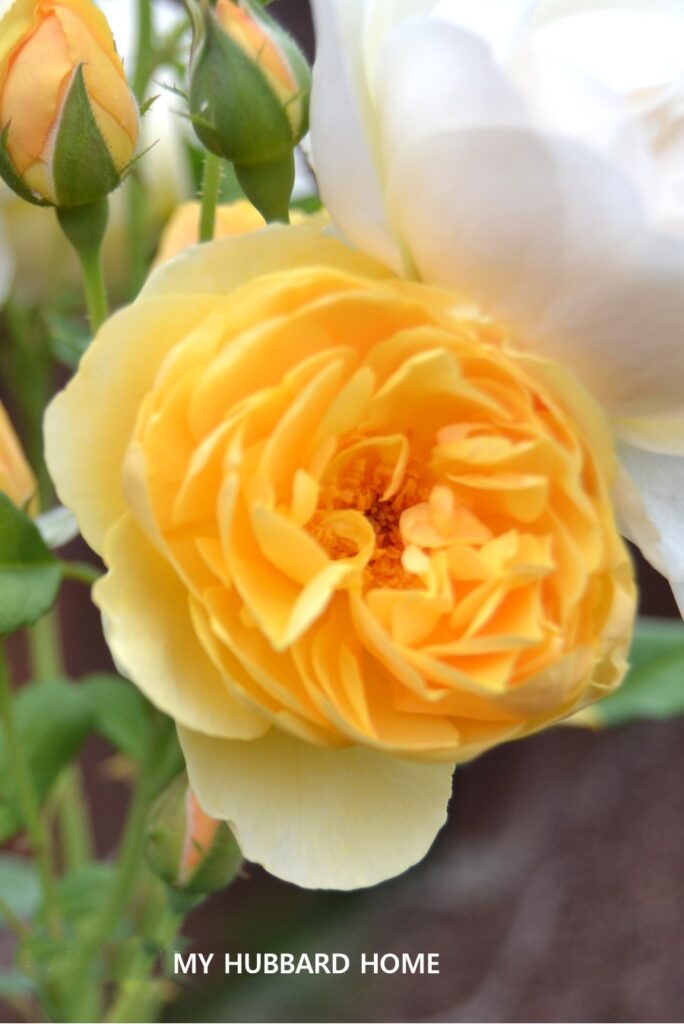 yellow perennial flower