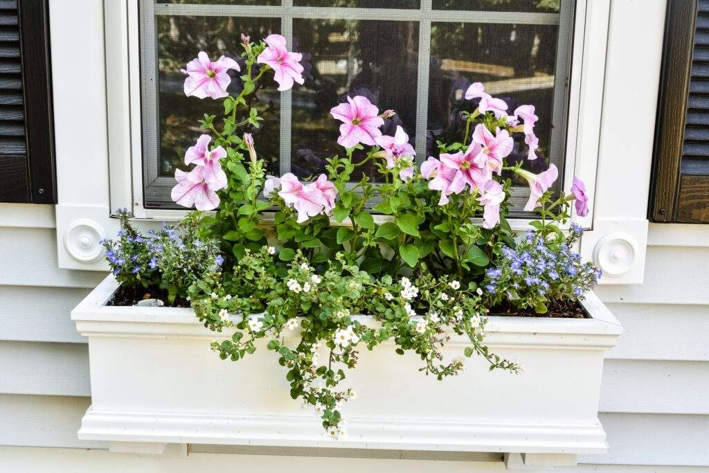 white window box with pink petunias, and blue and white annuals.