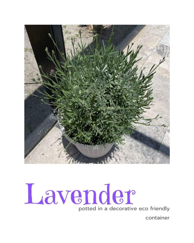 From Farmhouse to Florida Blooming Lavender potted in an eco-friendly container