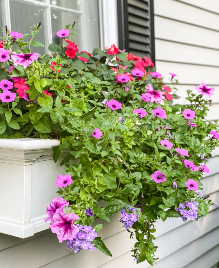 white flower box on gray house planted with dark pink impatiens, petunias, and purple verbena