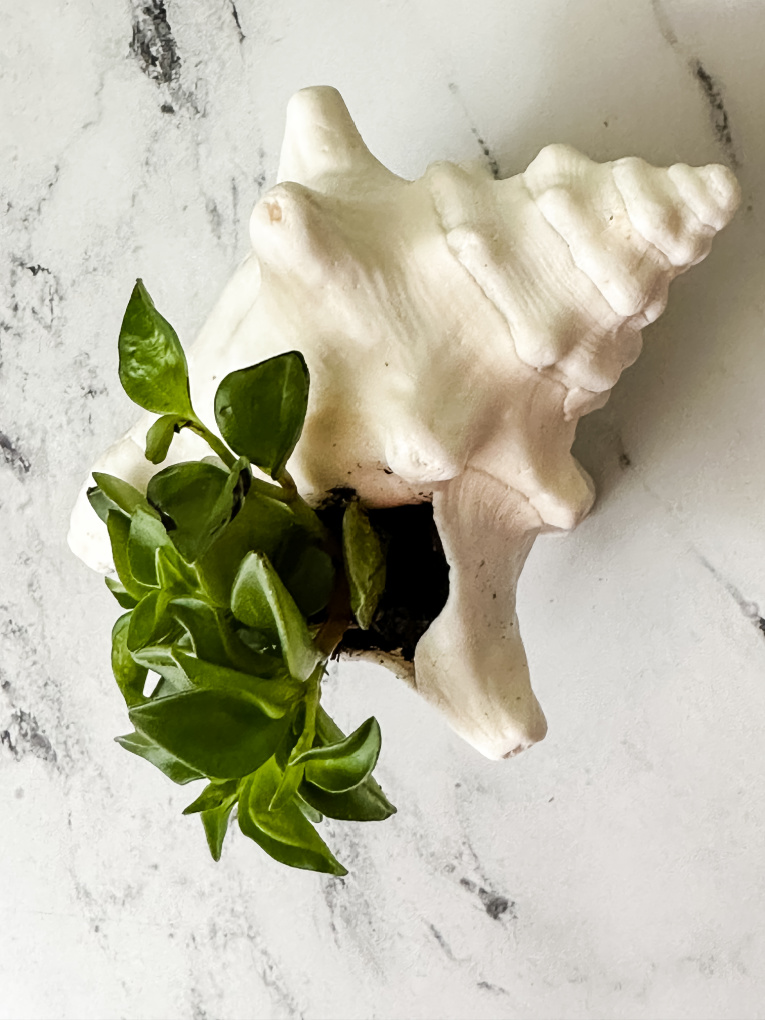 succulent planted in conch shell on marble counter