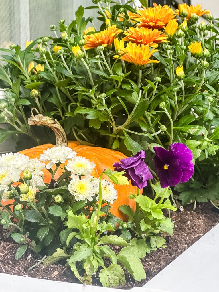 Planting a Fall Window Box