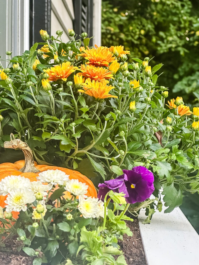 bronze mums with white mini mums and purple pansies with faux pumpkin in a window box