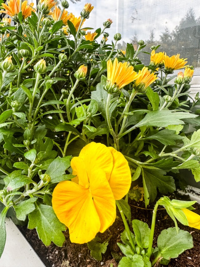 Window Box Mums Planting a Fall Window Box - My Family Thyme