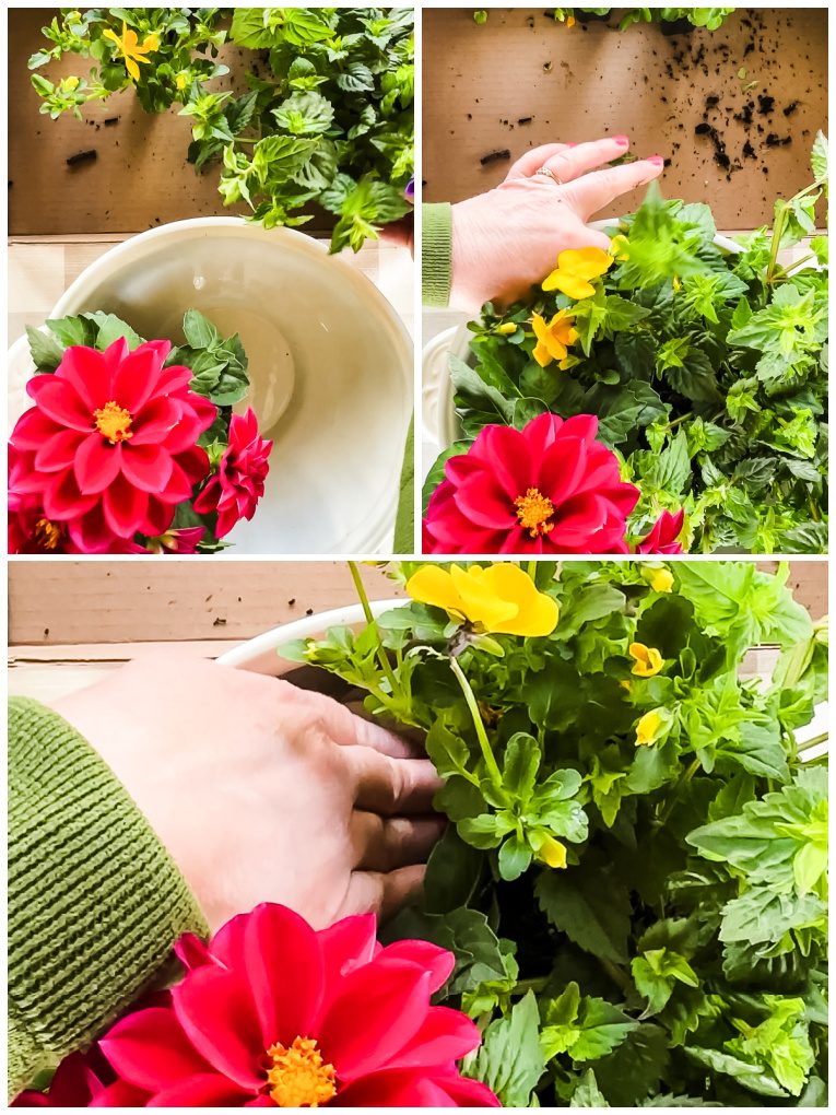 collage of 3 pictures arranging dahlias, pansies, and midnight blue Torenia in a soup tureen