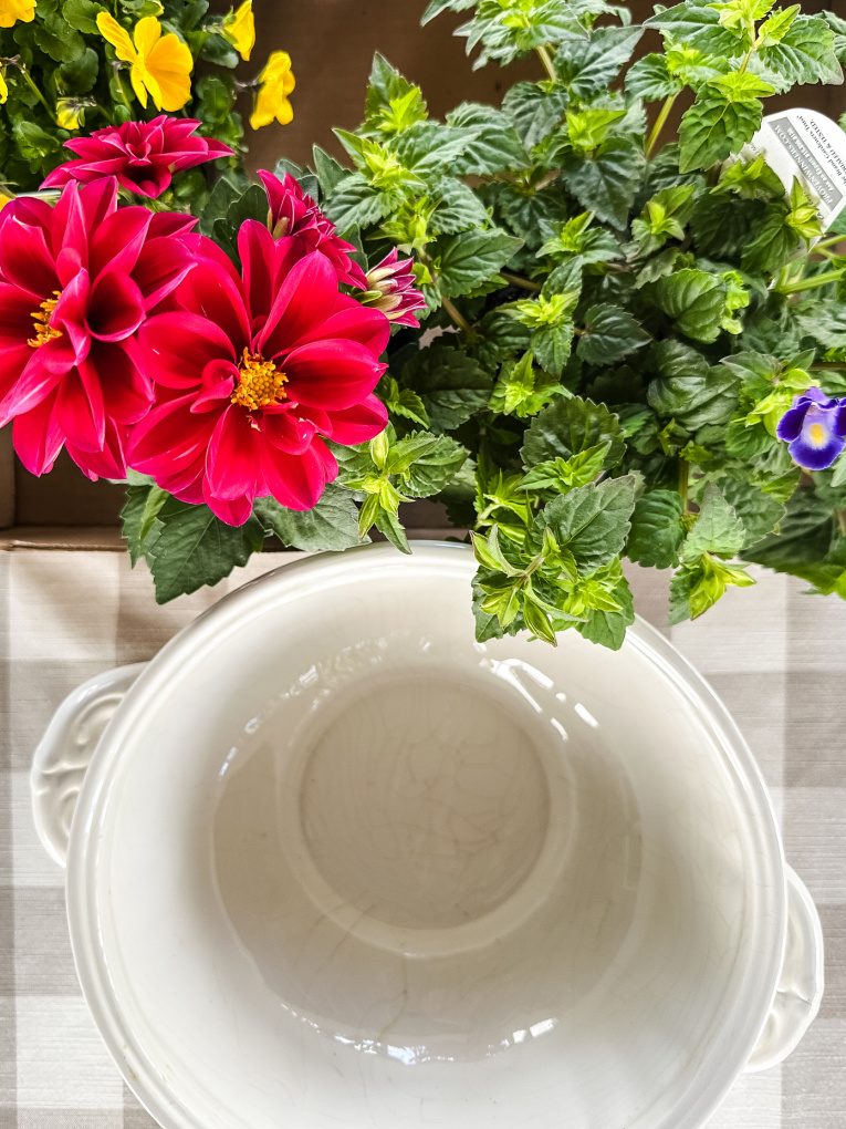 dark pink dahlias and midnight blue Torenia with off white soup tureen
